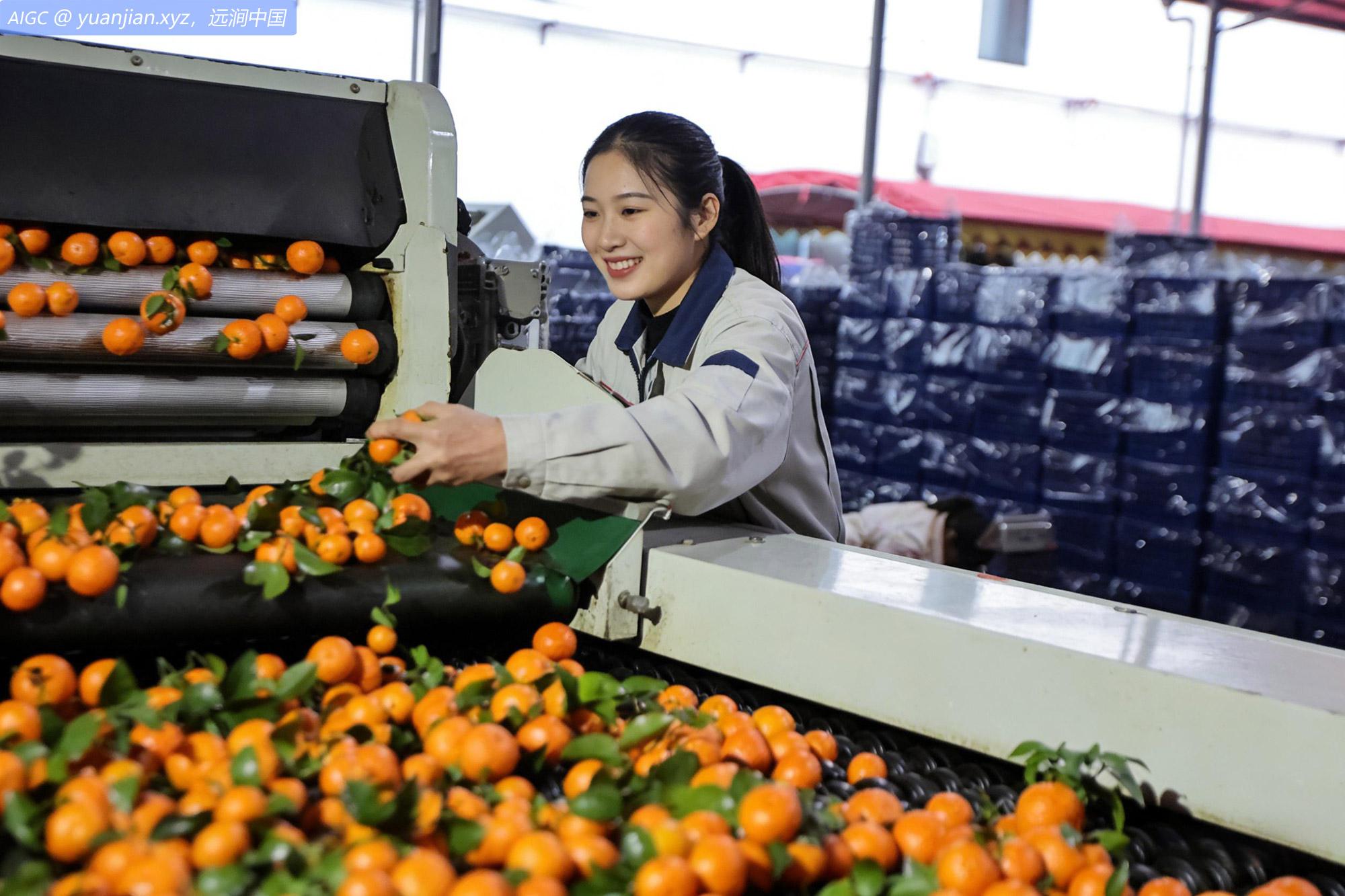 广西梧州洗果厂内，工人们正忙着清洗、分拣、包装砂糖桔